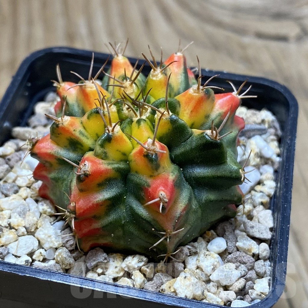 SH19416 Gymnocalycium mihanovichii 'T31115' - Image 2