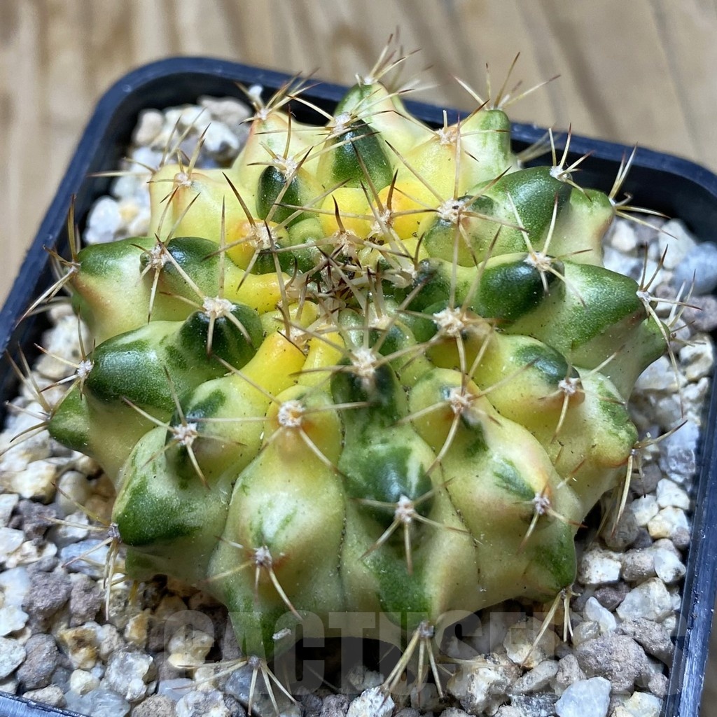 SH19417 Gymnocalycium mihanovichii ‘Moon Crown’ hybrid seedling