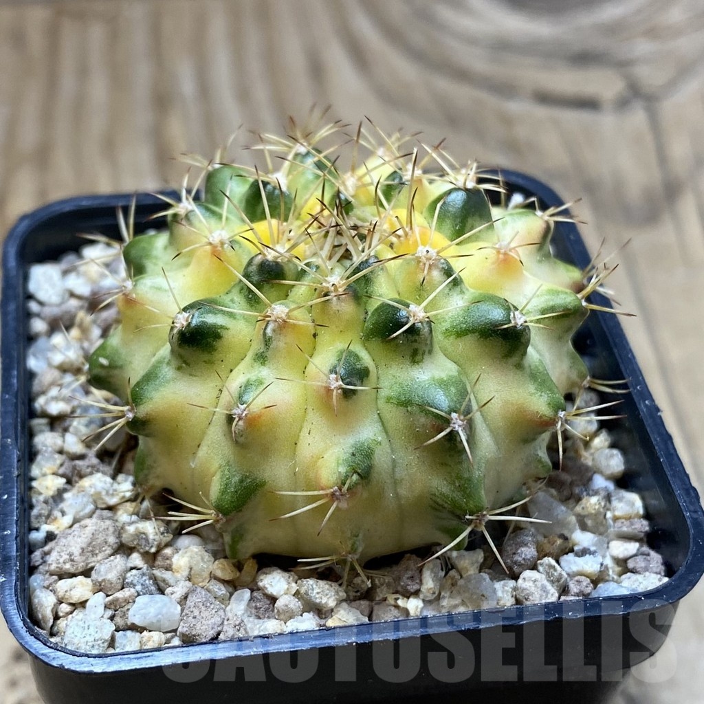 SH19417 Gymnocalycium mihanovichii ‘Moon Crown’ hybrid seedling - Image 2
