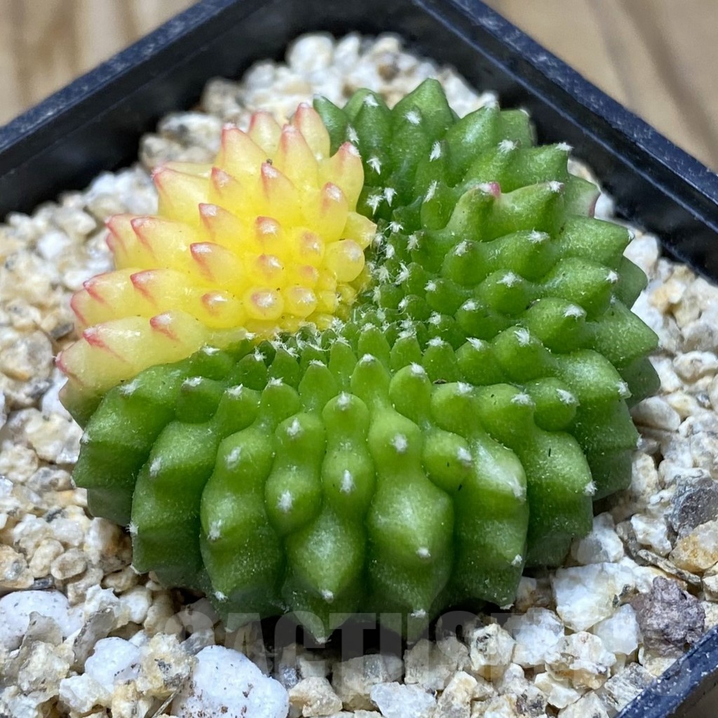 SH19419 Gymnocalycium mihanovichii ‘inermis’ f. variegata