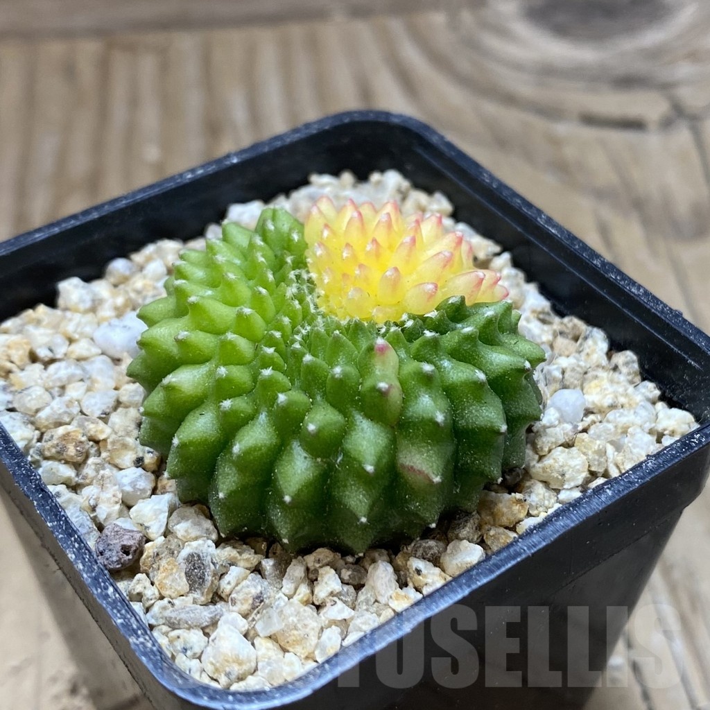 SH19419 Gymnocalycium mihanovichii ‘inermis’ f. variegata - Imagen 2