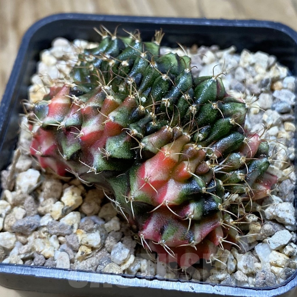 SH19421 Gymnocalycium mihanovichii f. variegata cristata