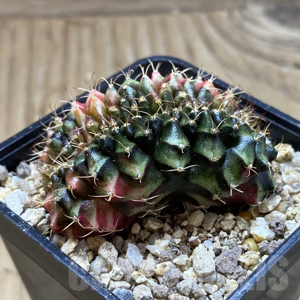 SH19421 Gymnocalycium mihanovichii f. variegata cristata - immagine 2