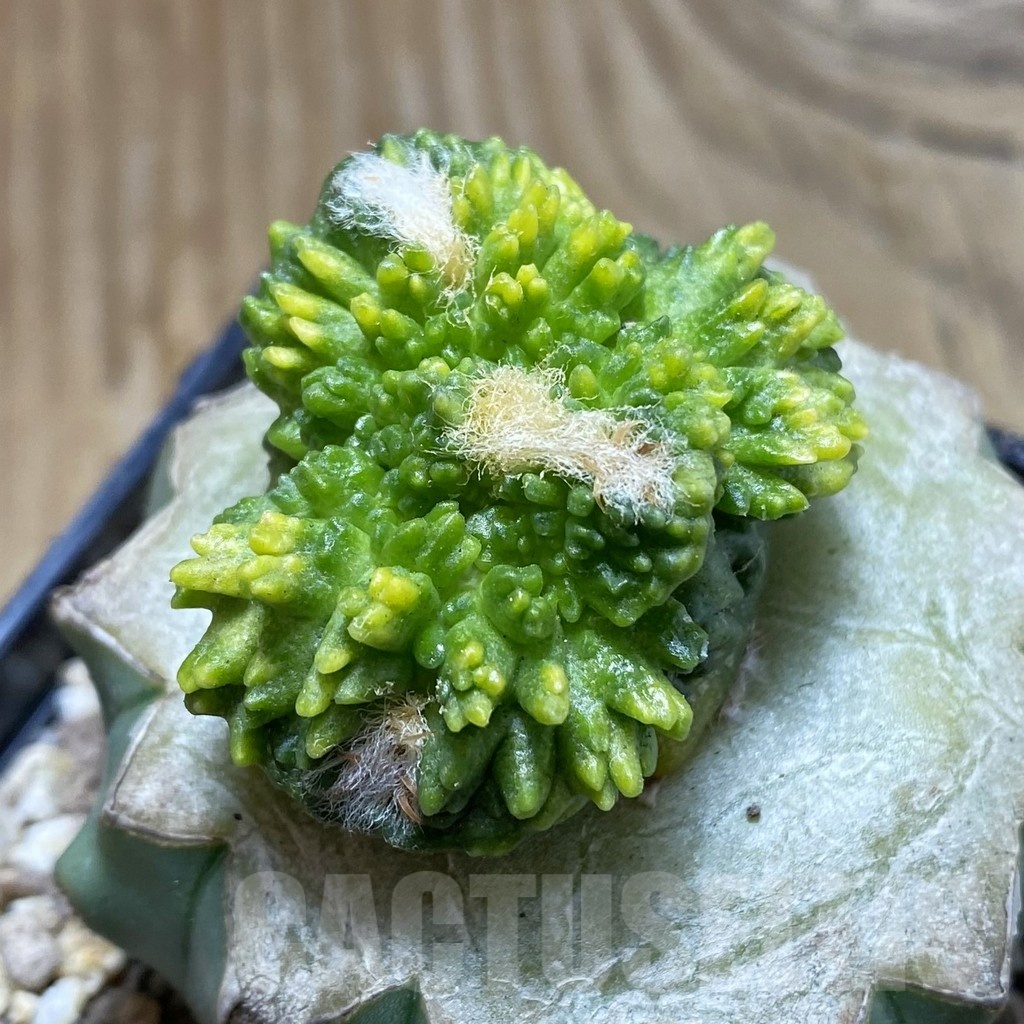 SH19368 Ariocarpus fissuratus ‘Godzilla’ f. variegata, grafted - Зображення 2