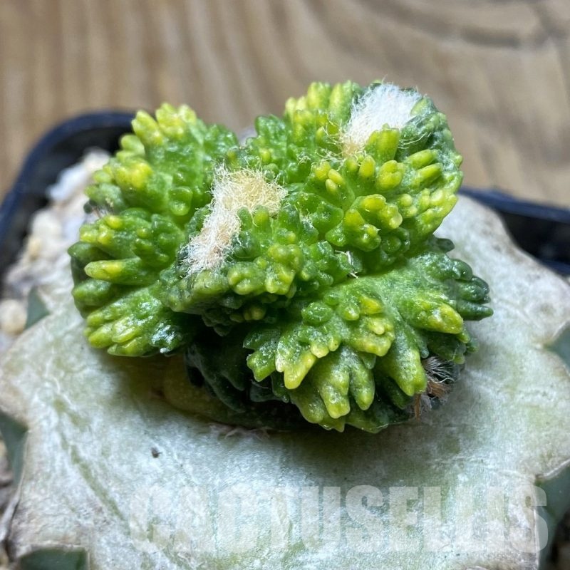 SH19368 Ariocarpus fissuratus ‘Godzilla’ f. variegata, grafted