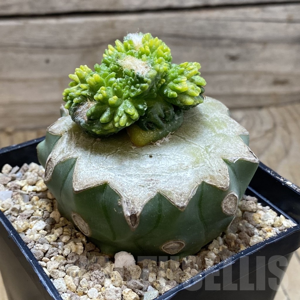 SH19368 Ariocarpus fissuratus ‘Godzilla’ f. variegata, grafted - Зображення 3