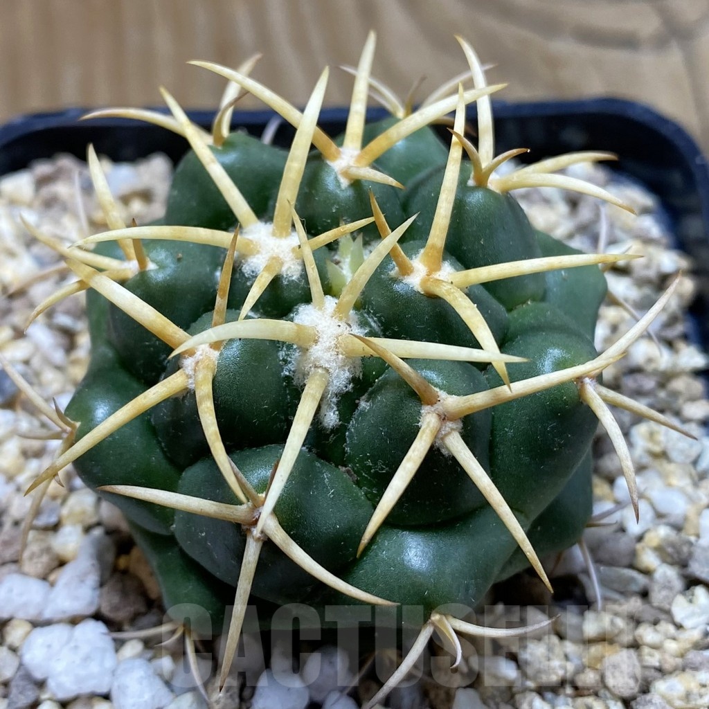 SH19369 Coryphantha bumamma, yellow spines -ex Japan-