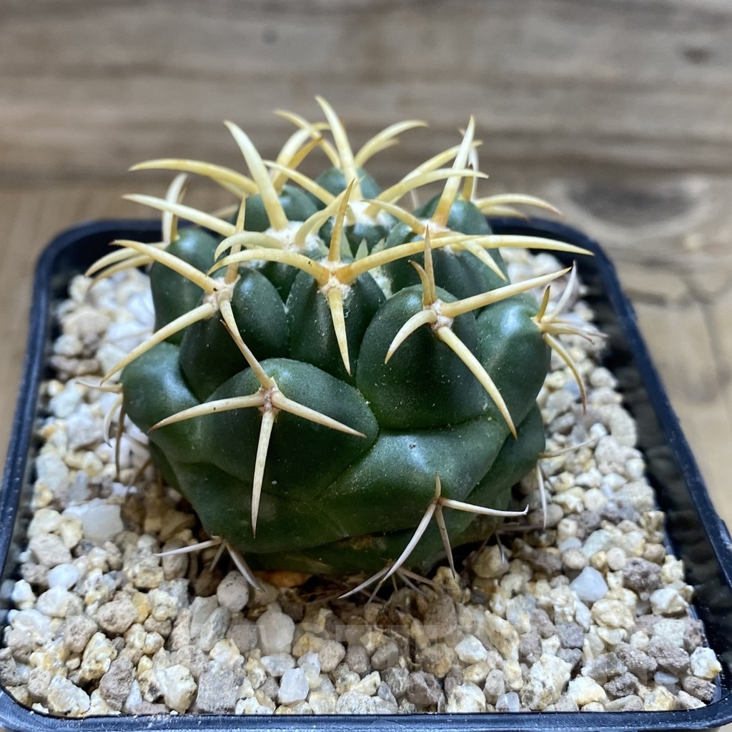 SH19369 Coryphantha bumamma, yellow spines -ex Japan- - Image 2