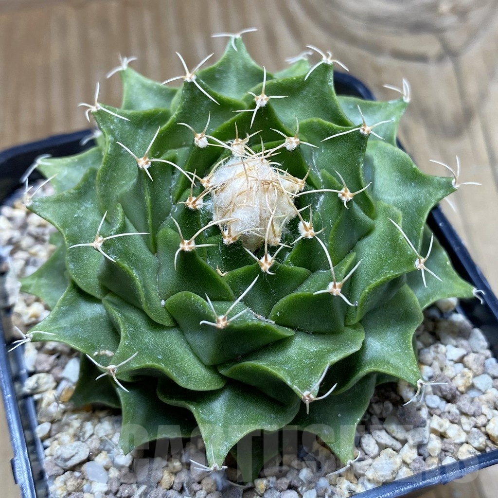 SH19371 Obregonia denegrii