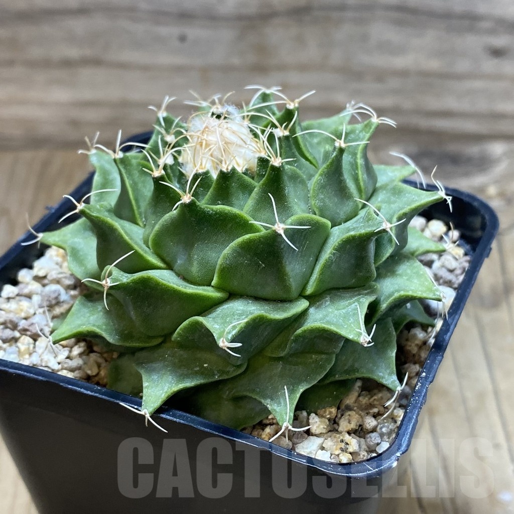 SH19371 Obregonia denegrii - Image 2