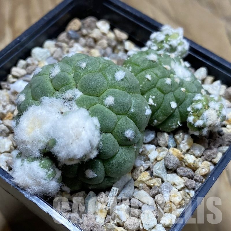 SH19377 Astrophytum asterias ‘Kikko Lizart Skin’