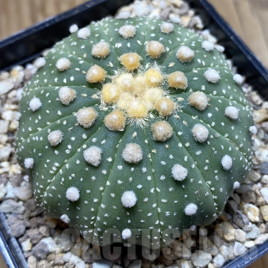 SH19362 Astrophytum asterias f. multicostatum