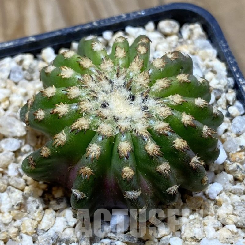 SH19379 Discocactus horstii