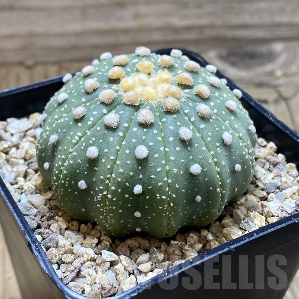 SH19362 Astrophytum asterias f. multicostatum - Imagen 2