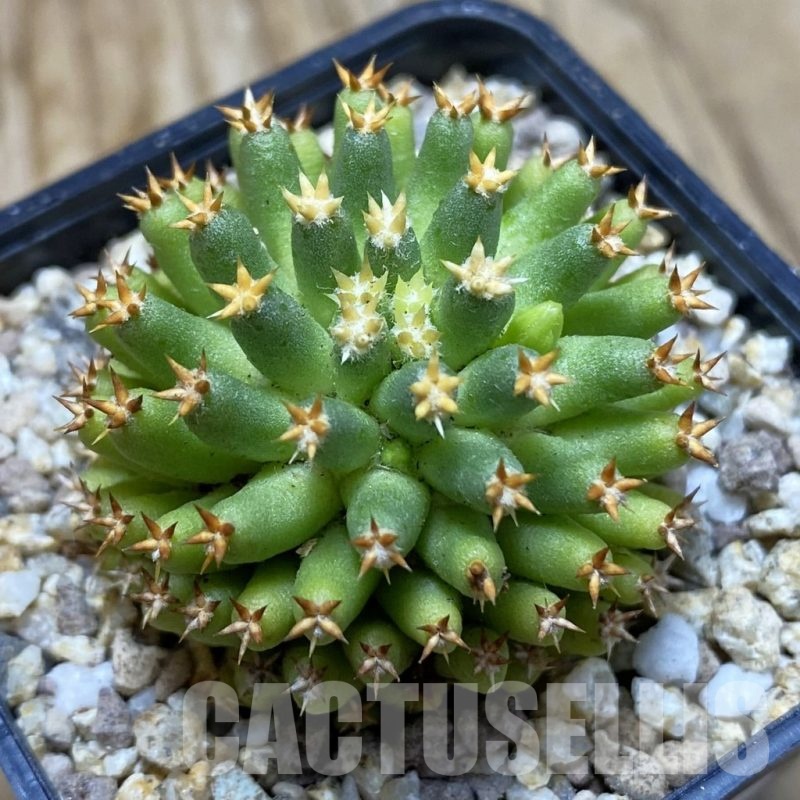 SH19381 Mammillaria camptotricha ‘Bru’