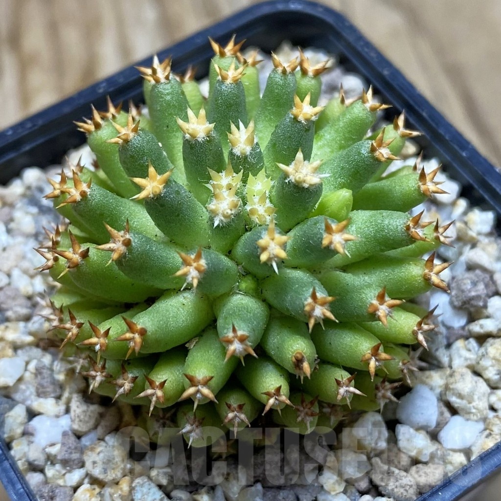 SH19381 Mammillaria camptotricha ‘Bru’