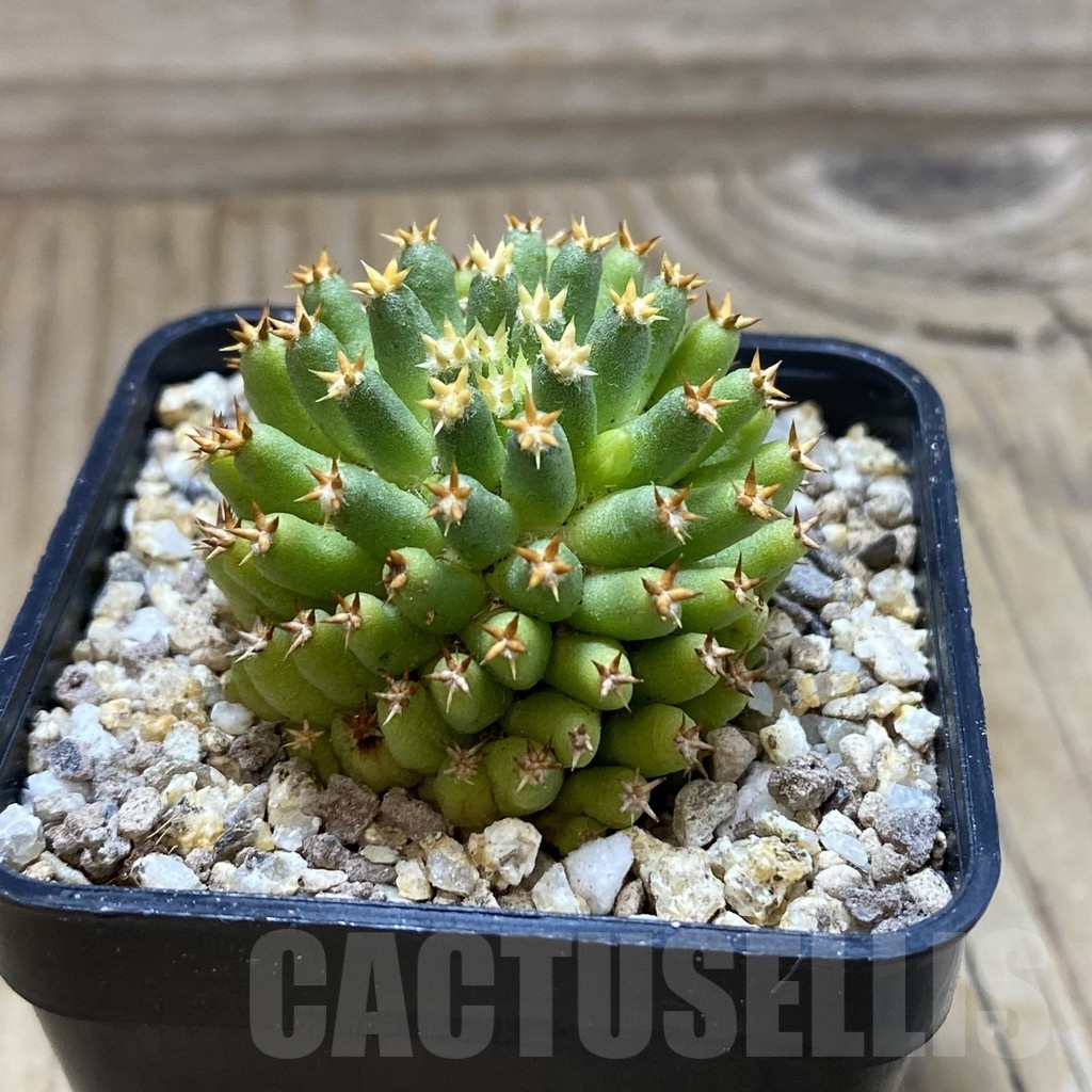 SH19381 Mammillaria camptotricha ‘Bru’ - Image 2