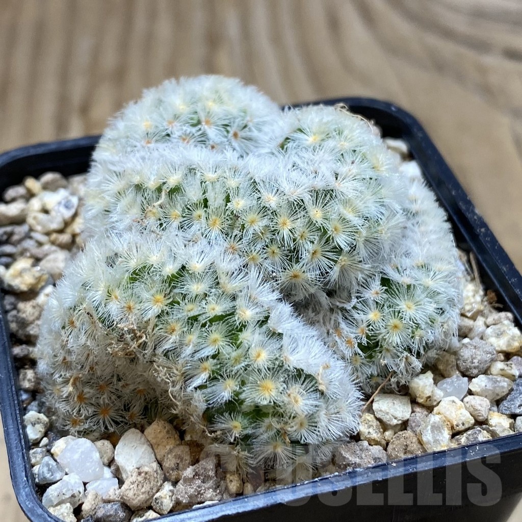 SH19383 Mammillaria carmenae f. cristata - Image 2