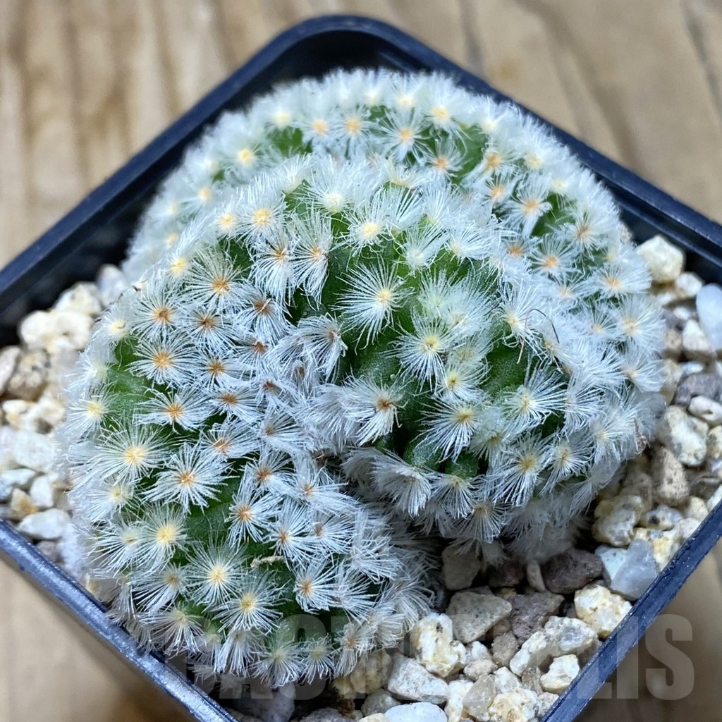 SH19384 Mammillaria carmenae f. cristata