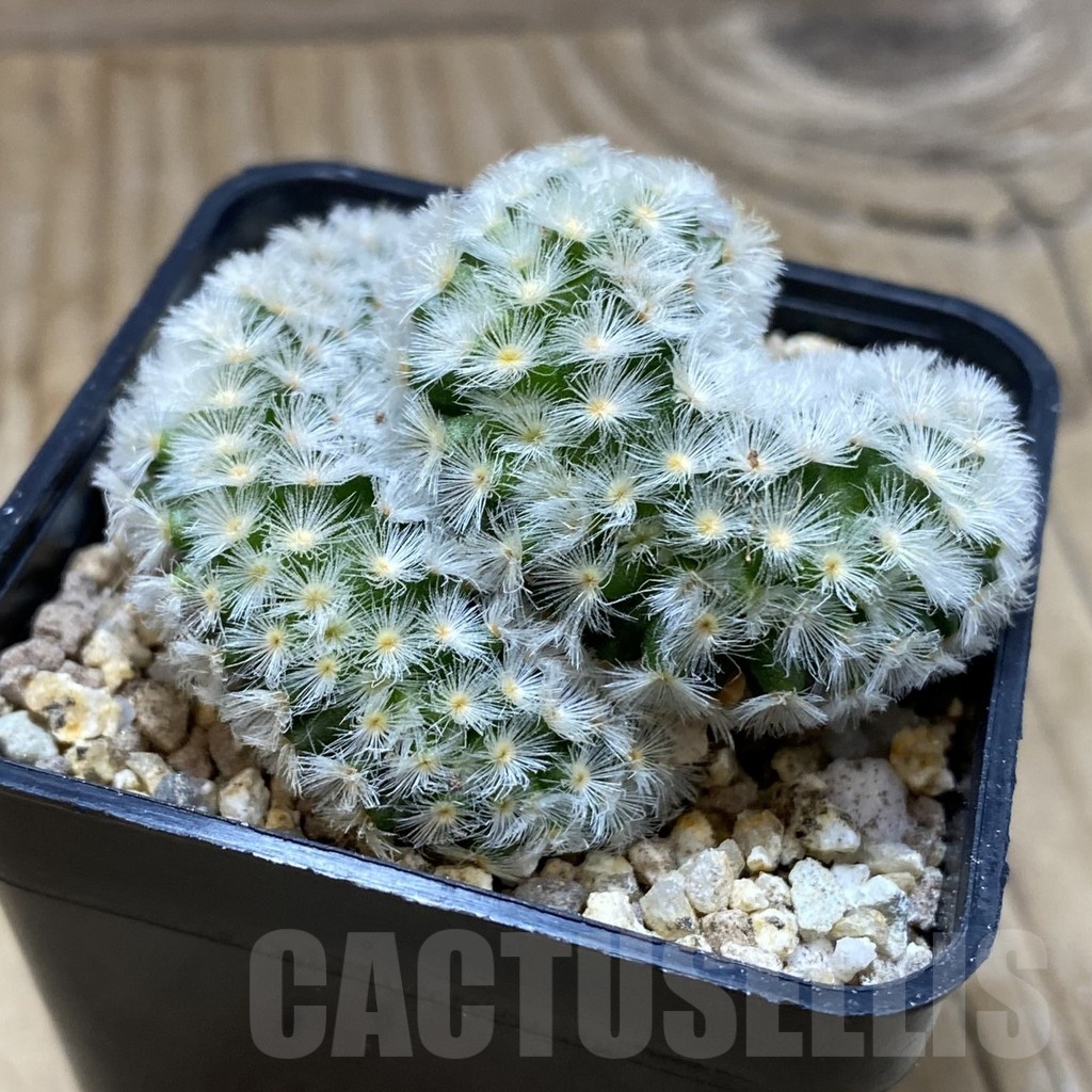SH19384 Mammillaria carmenae f. cristata - Imagen 2