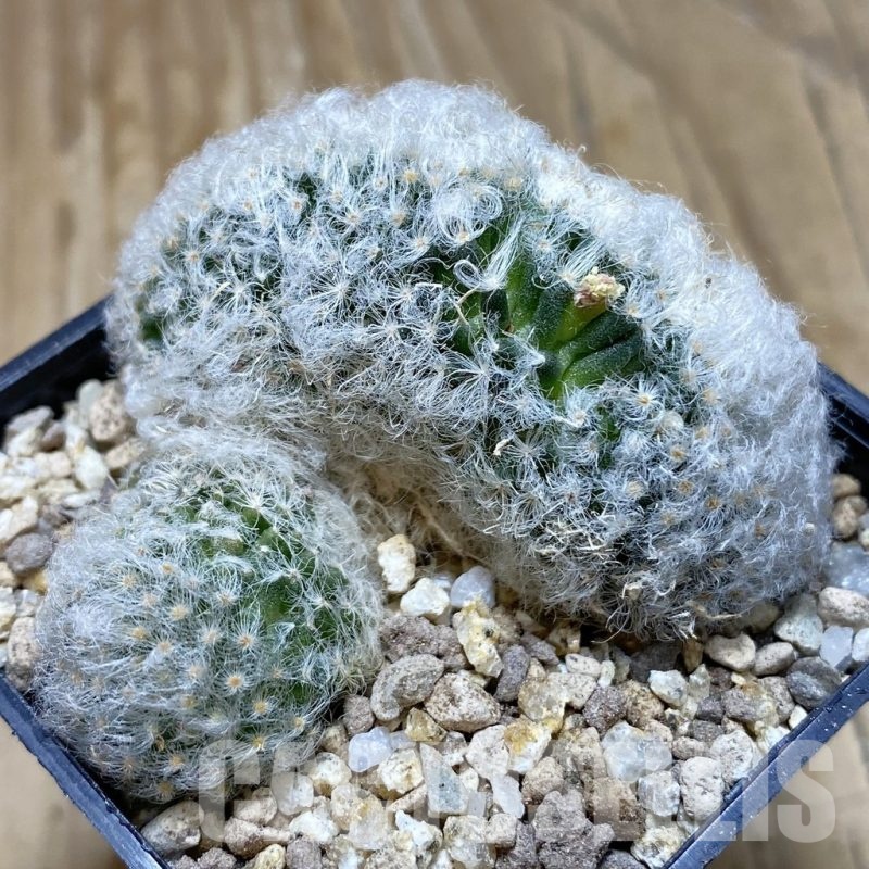 SH19385 Mammillaria bocasana f. cristata
