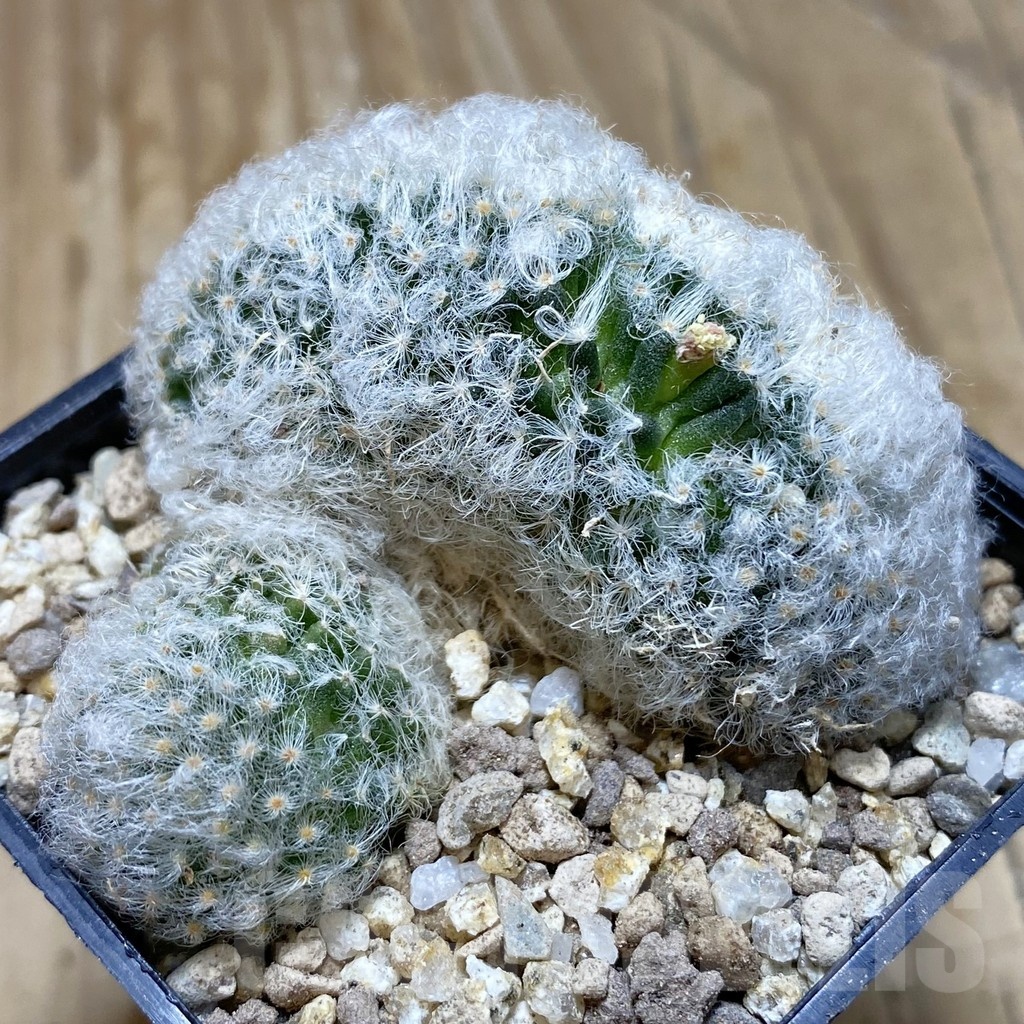 SH19385 Mammillaria bocasana f. cristata