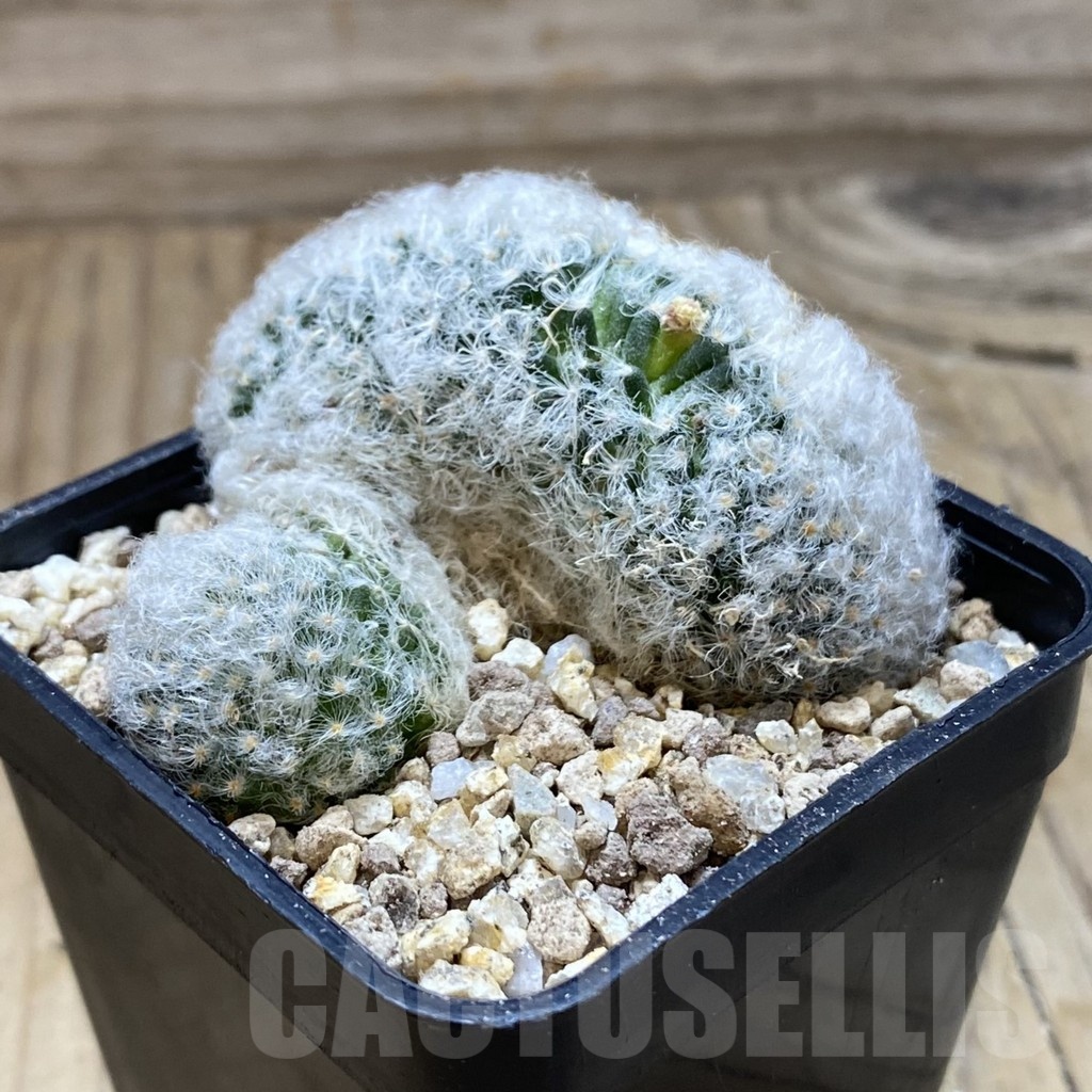 SH19385 Mammillaria bocasana f. cristata - Image 2