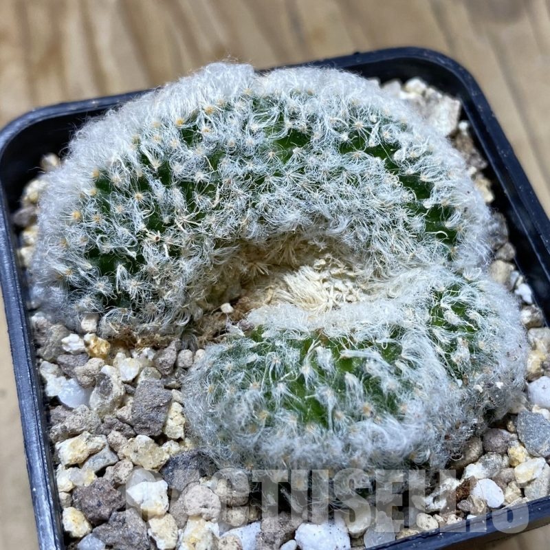 SH19386 Mammillaria bocasana f. cristata