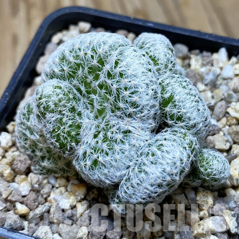 SH19388 Mammillaria humboldtii f. cristata