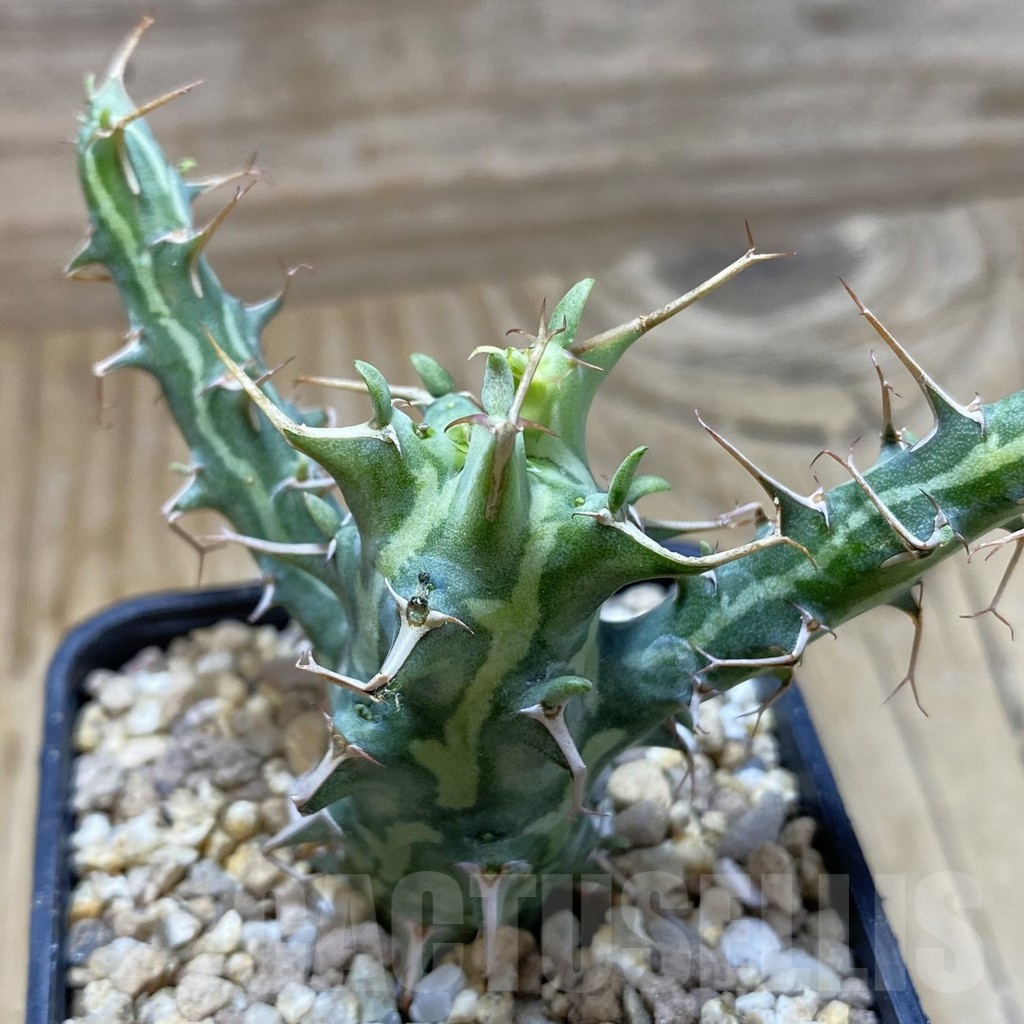 SH19391 Euphorbia schizacantha