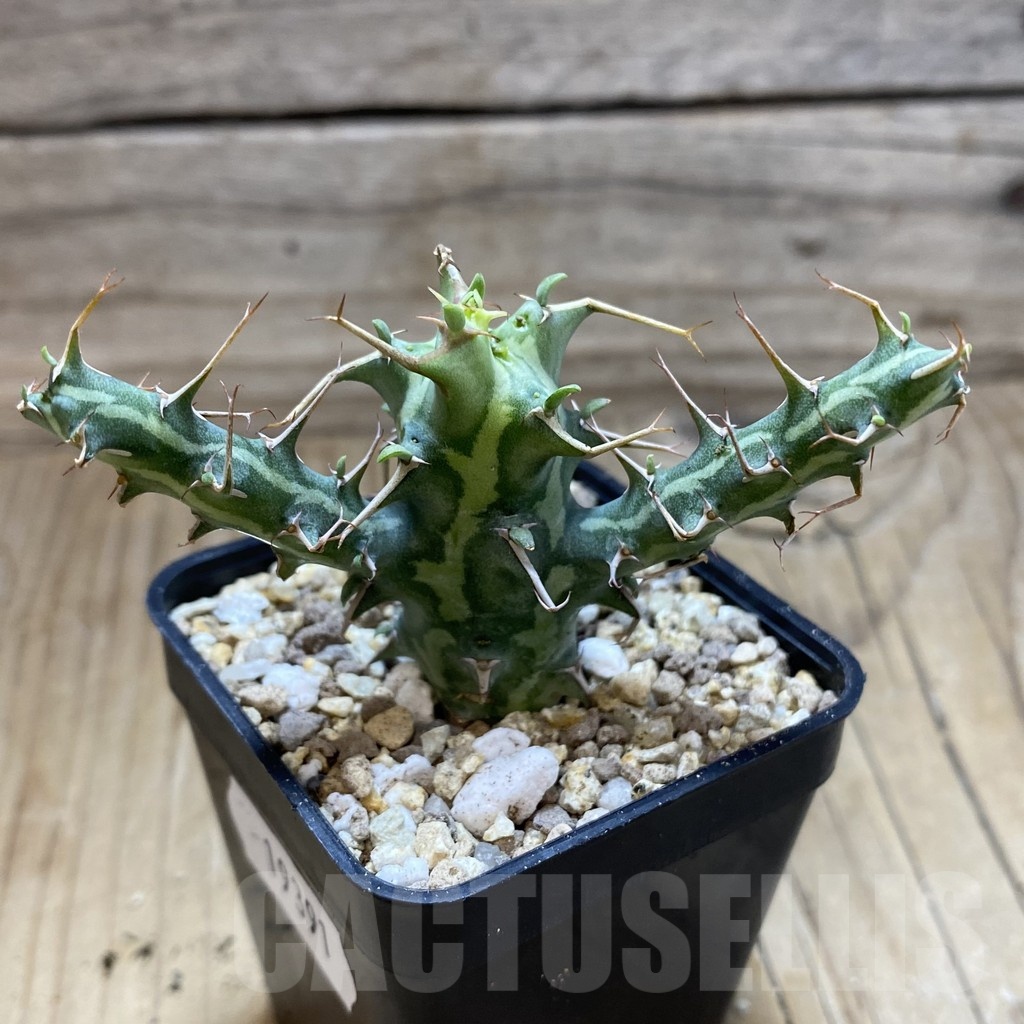 SH19391 Euphorbia schizacantha - Obrázek 2