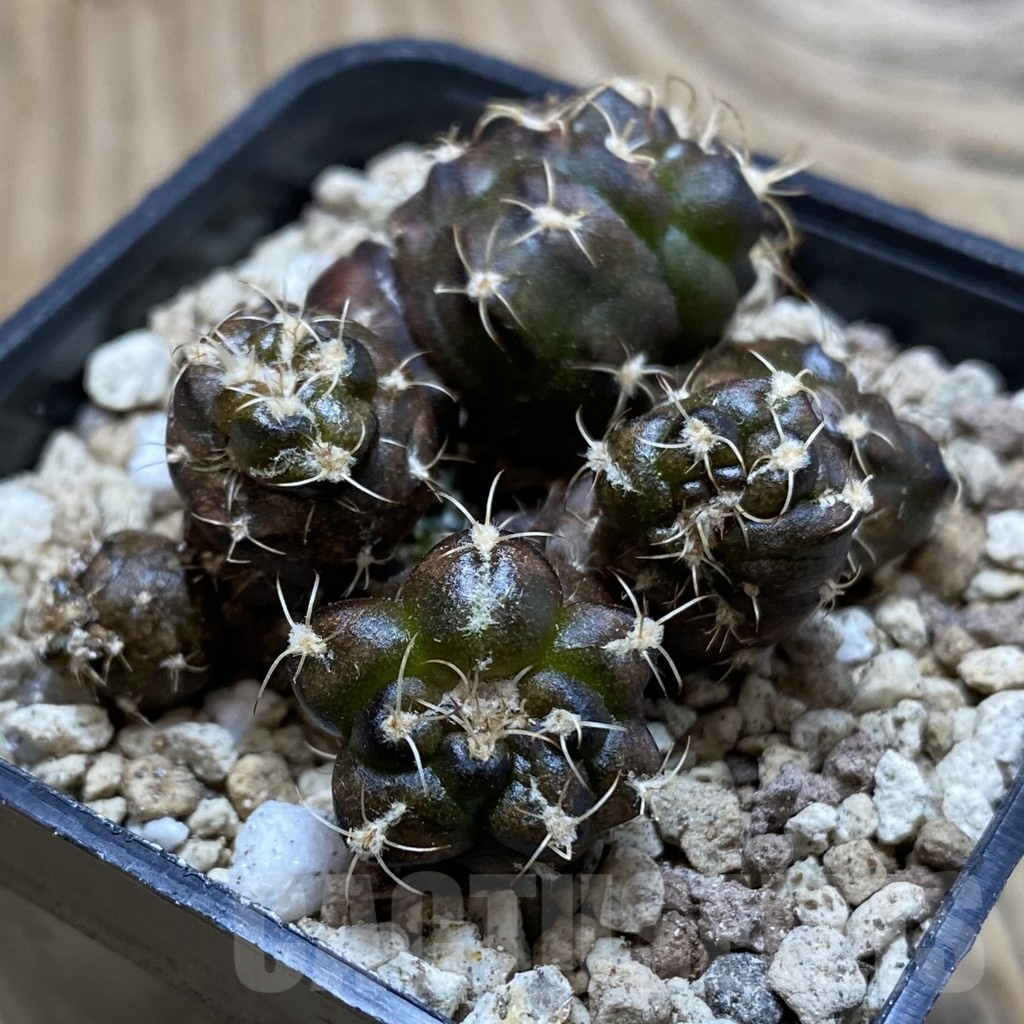 SH19578 Gymnocalycium mihanovichii 'Cauliflower Coral' - immagine 2