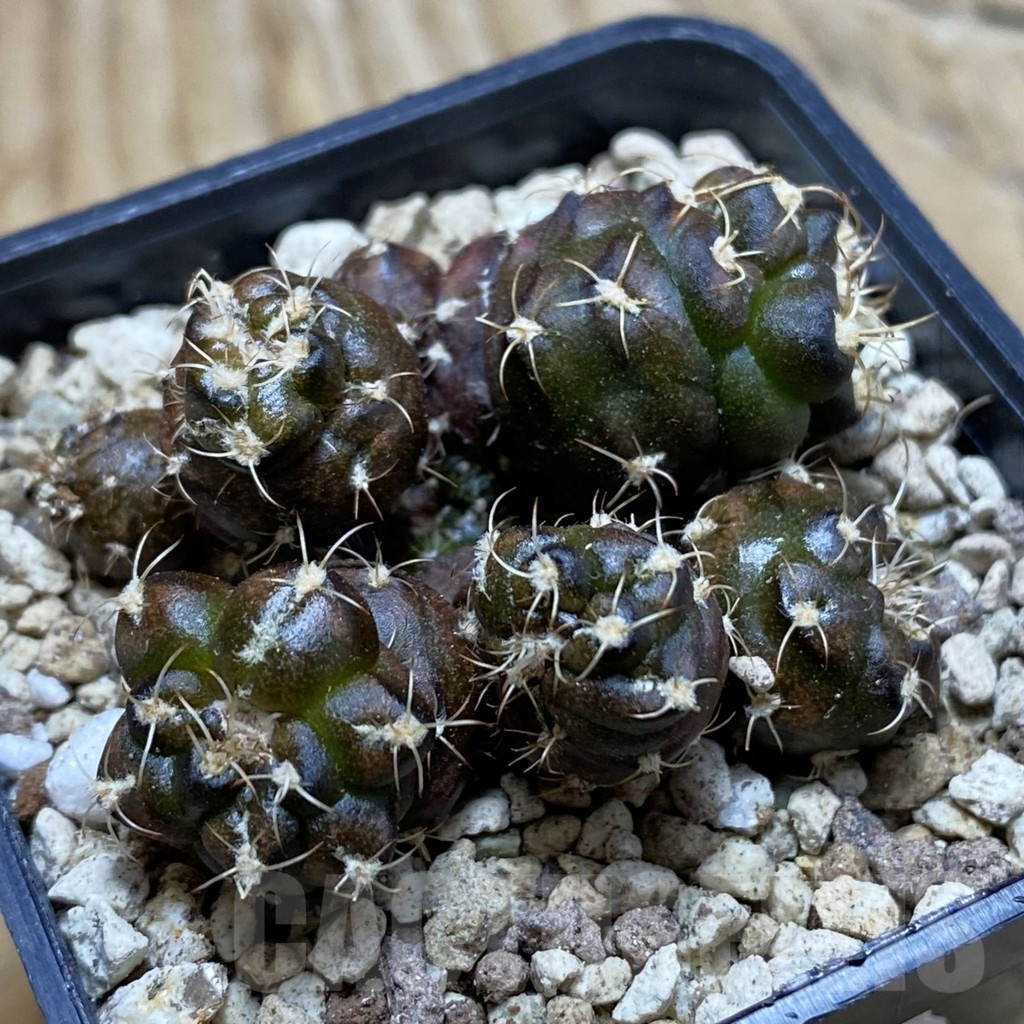 SH19578 Gymnocalycium mihanovichii 'Cauliflower Coral'