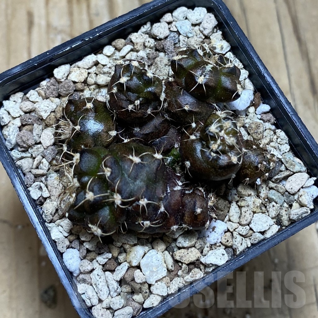 SH19578 Gymnocalycium mihanovichii 'Cauliflower Coral' - immagine 3