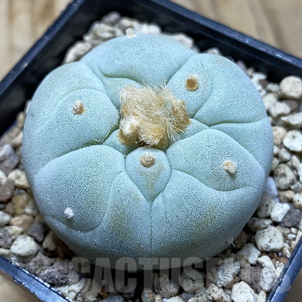 SH19579 Anhalonium frichii 'Yatagai'