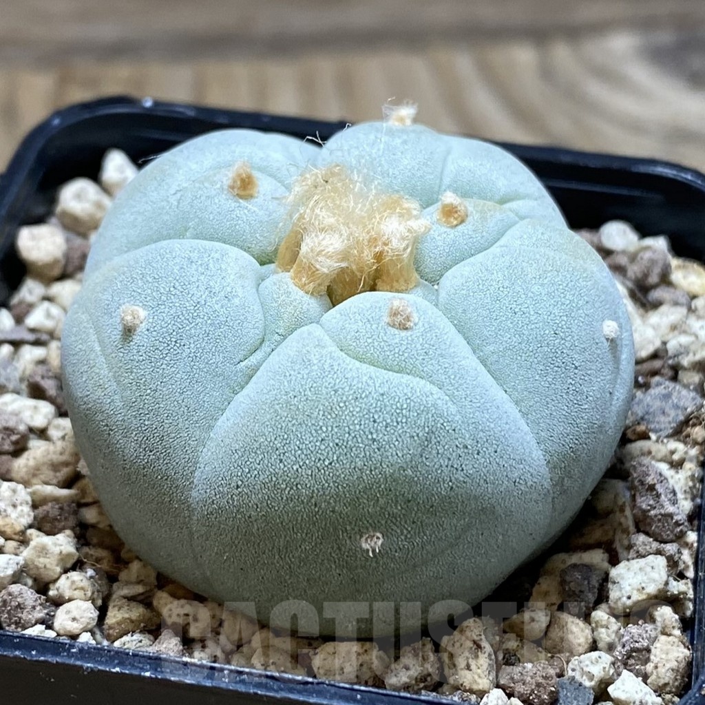 SH19579 Anhalonium frichii 'Yatagai' - Image 2