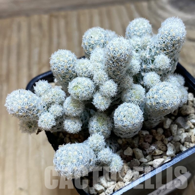 SH19548 Escobaria sneedii v. leei