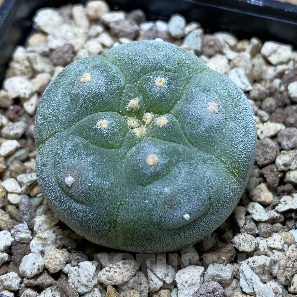 SH19581 Anhalonium frichii