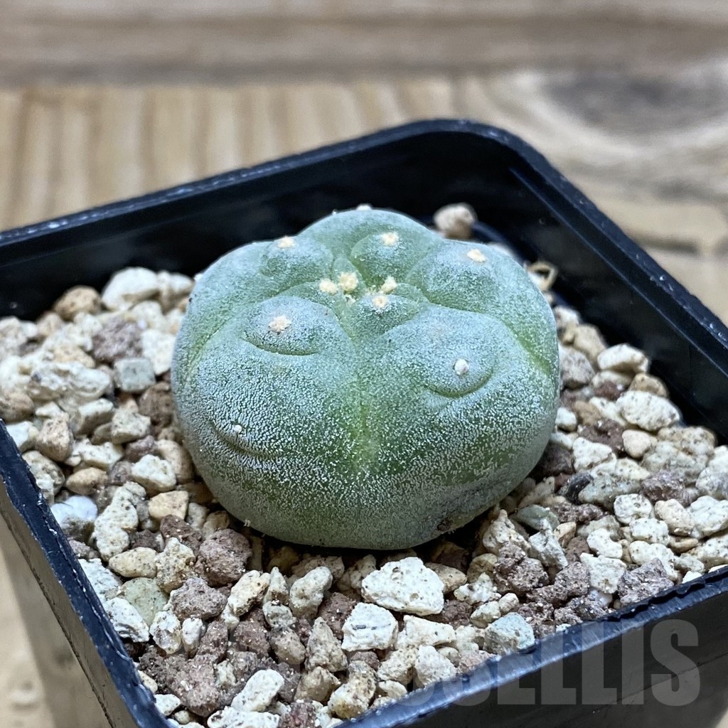 SH19581 Anhalonium frichii - Зображення 2