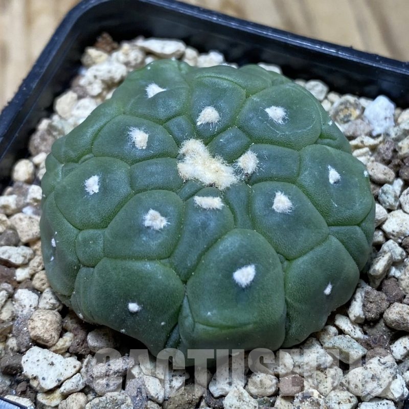 SH19583 Astrophytum asterias 'Kikko Lizard Skin'