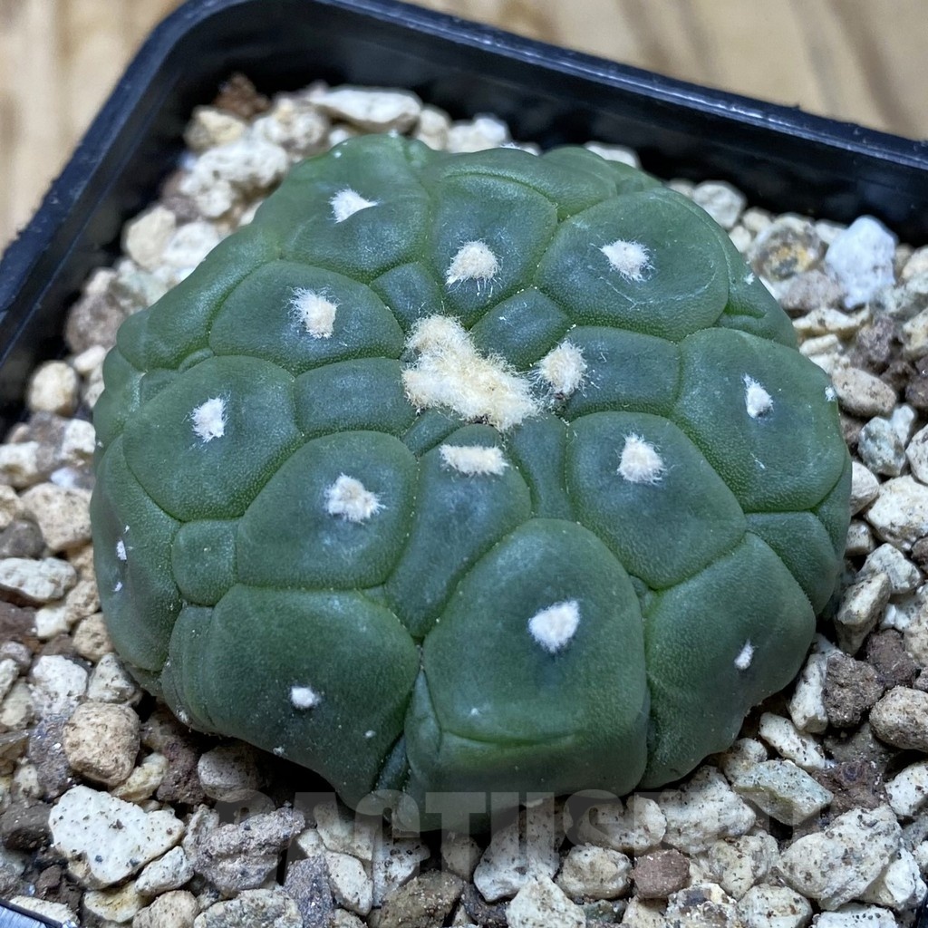 SH19583 Astrophytum asterias 'Kikko Lizard Skin'
