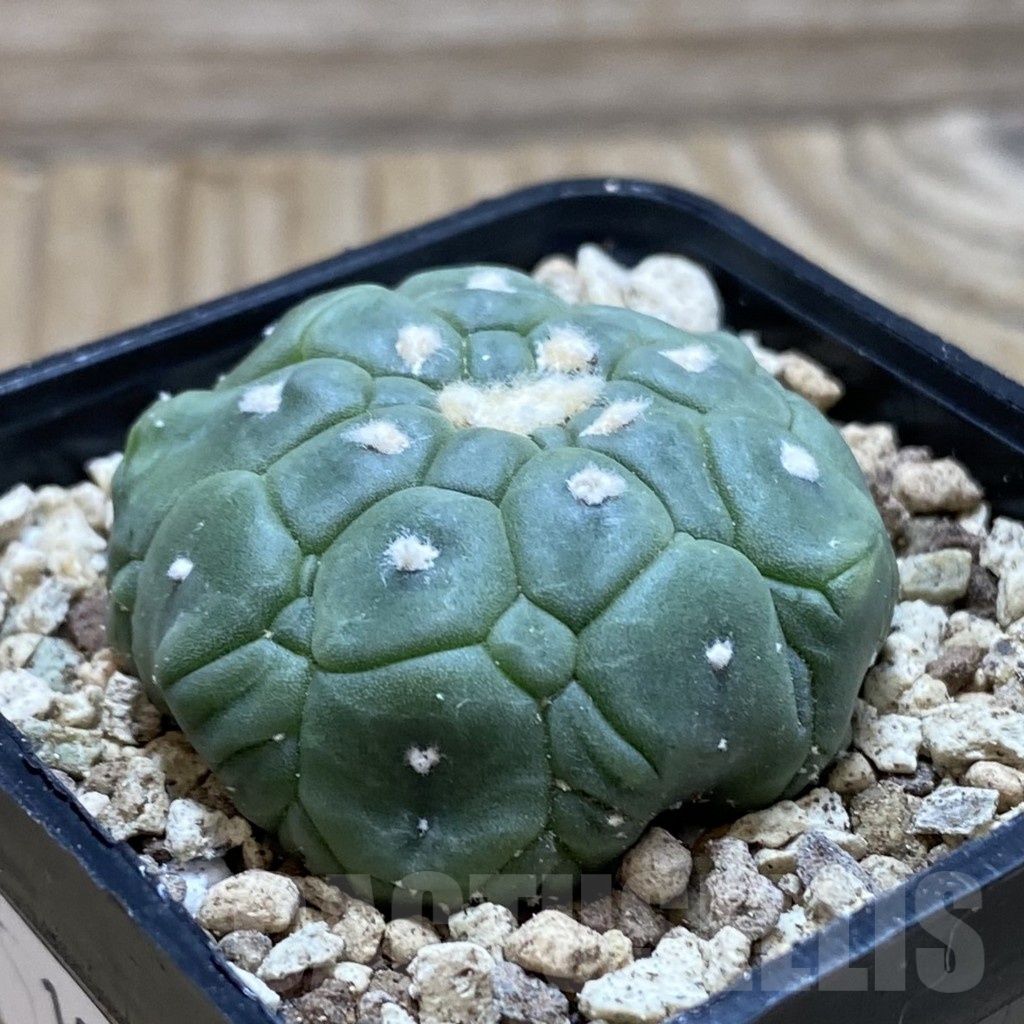 SH19583 Astrophytum asterias 'Kikko Lizard Skin' - Зображення 2