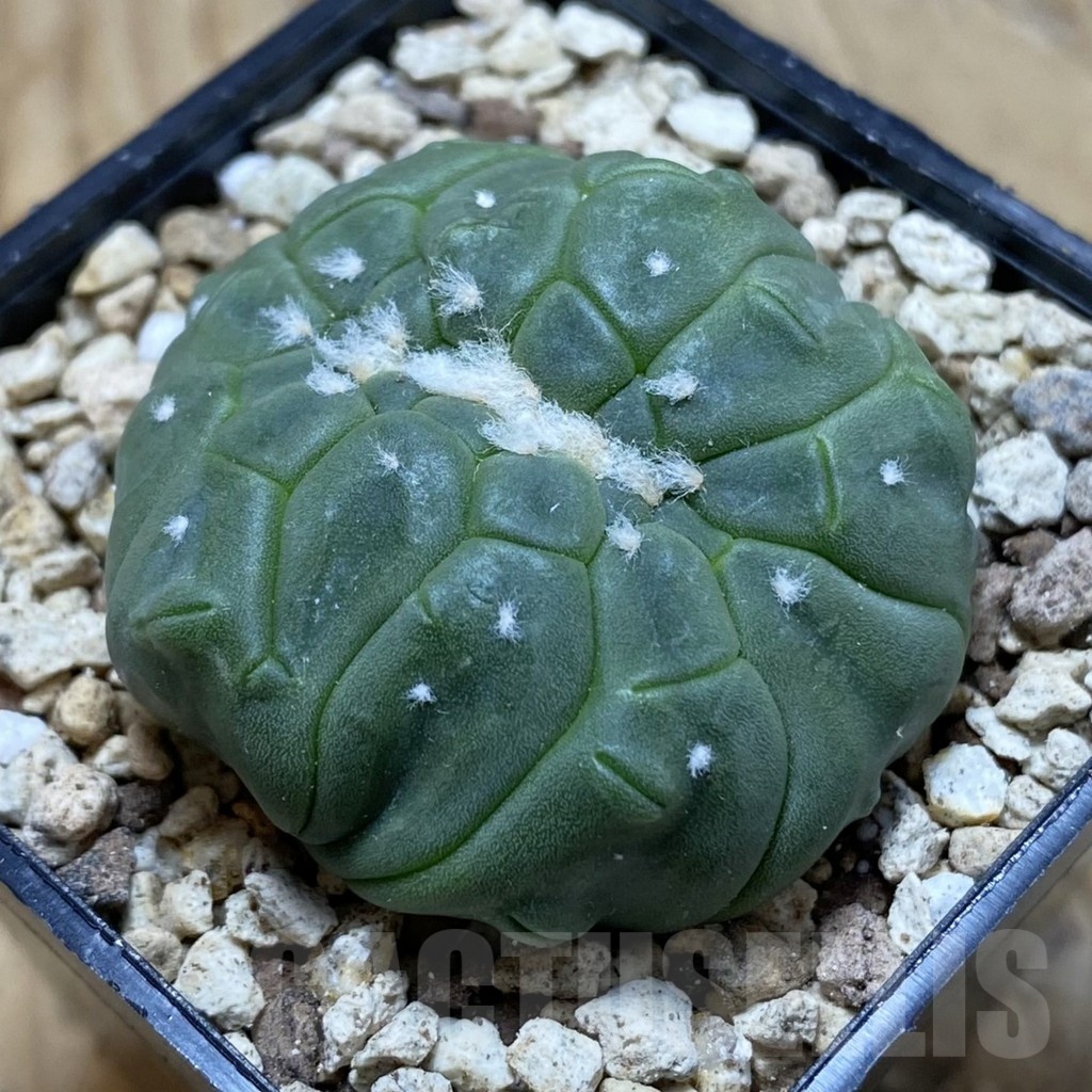 SH19584 Astrophytum asterias 'Kikko Lizard Skin' f. cristata