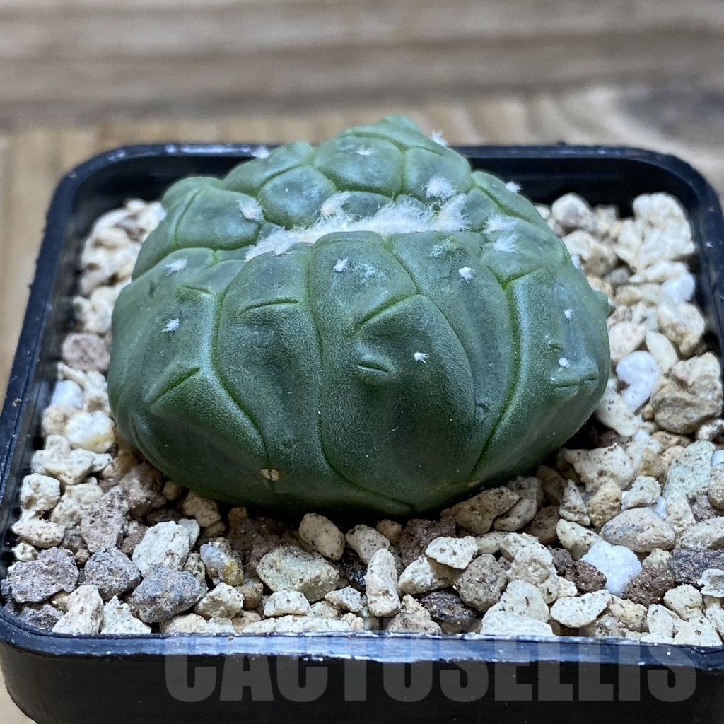 SH19584 Astrophytum asterias 'Kikko Lizard Skin' f. cristata - Зображення 2