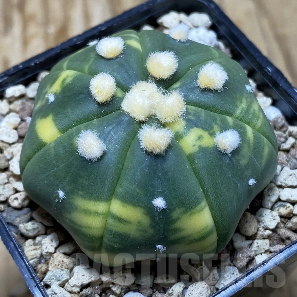SH19588 Astrophytum asterias ‘Ooibo’ f. variegata