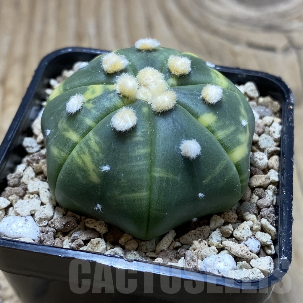 SH19588 Astrophytum asterias ‘Ooibo’ f. variegata - Obrázek 2