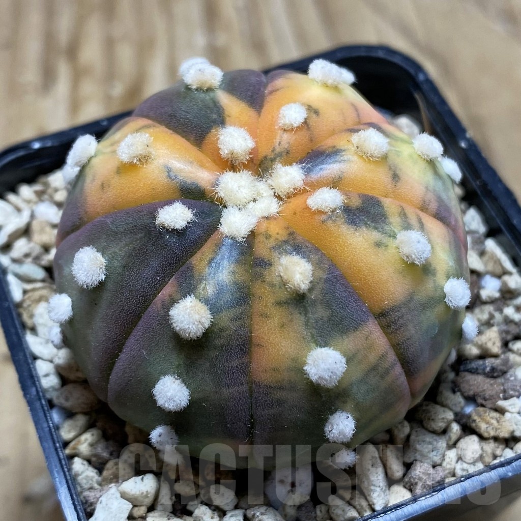 SH19591 Astrophytum asterias ‘Ooibo’‘Red Purple Skin’ f. variegata
