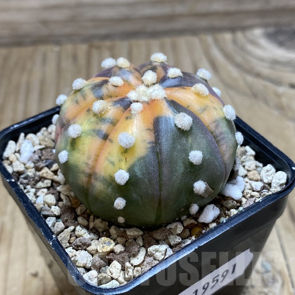 SH19591 Astrophytum asterias ‘Ooibo’‘Red Purple Skin’ f. variegata - Зображення 2
