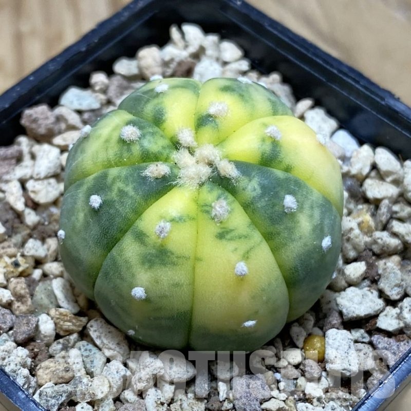 SH19592 Astrophytum asterias f. variegata