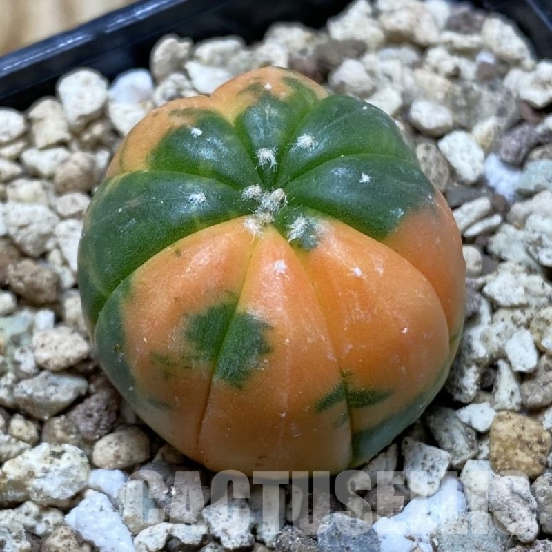 SH19593 Astrophytum asterias ‘Red Purple Skin’ f. variegata
